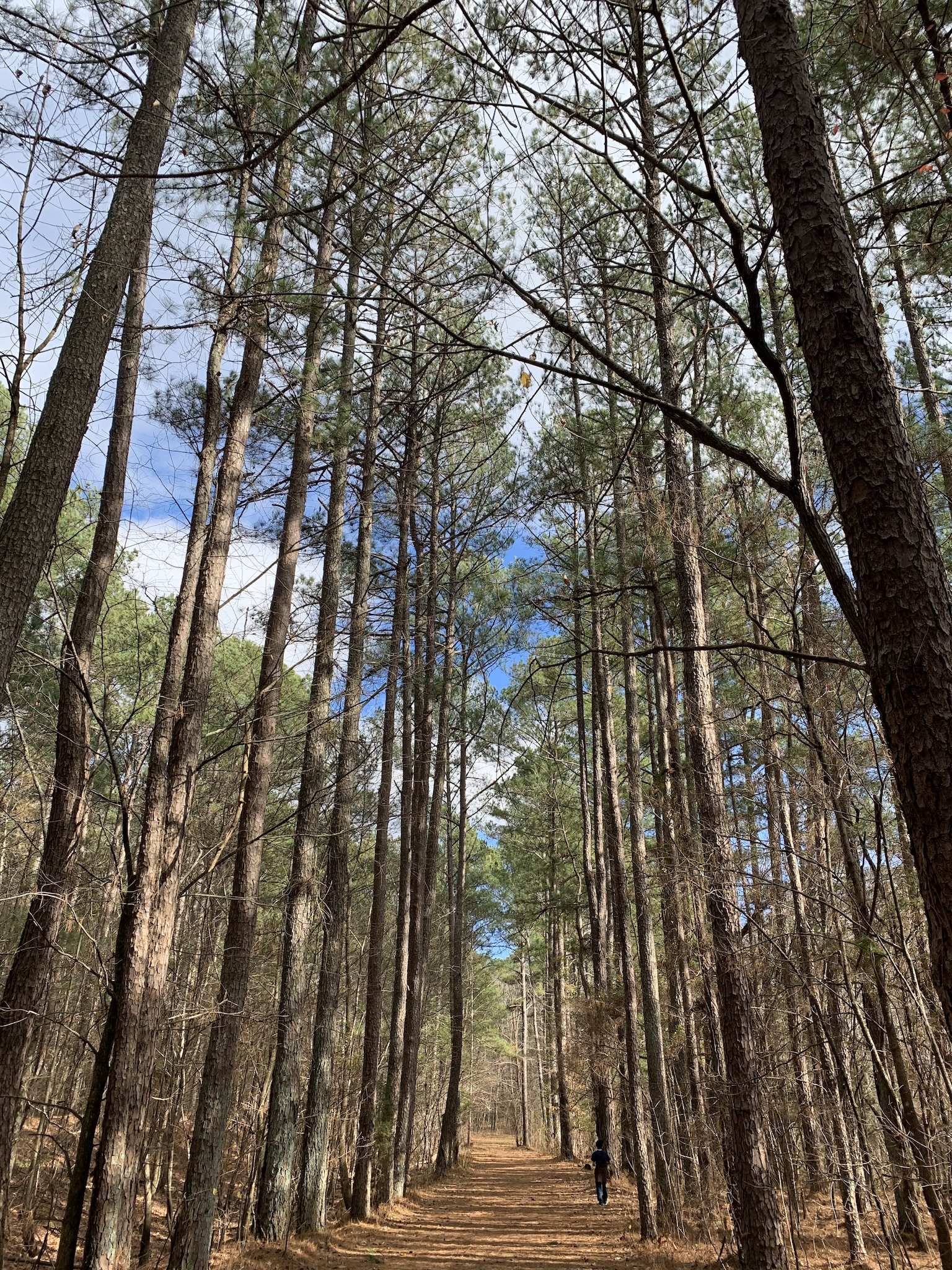 Trees